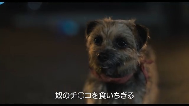 闇堕ちワンちゃん仁義なき復讐『スラムドッグス』11月17日公開決定！🐕 クソ飼い主に捨てられたワンちゃん🐶 許せない！ヤツのチ⚫️コを食いちぎる！ 飼い主のイチモツを食いちぎるために立ち上がった4匹のワンちゃん、ハチャメチャ復讐劇！ #スラムドッグス
