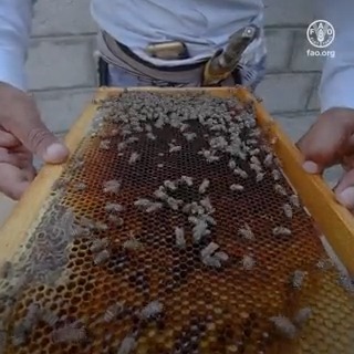 Beekeeping🐝 in Yemen dates back to the 10th century, but conflict &amp; the climate crisis have left beekeepers facing many daunting challenges. Watch how Food and Agriculture Organization &amp; WorldBank are helping.