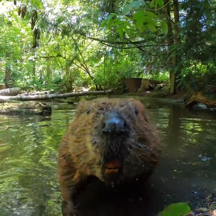 Branch manager Maple expertly transferring liquid assets