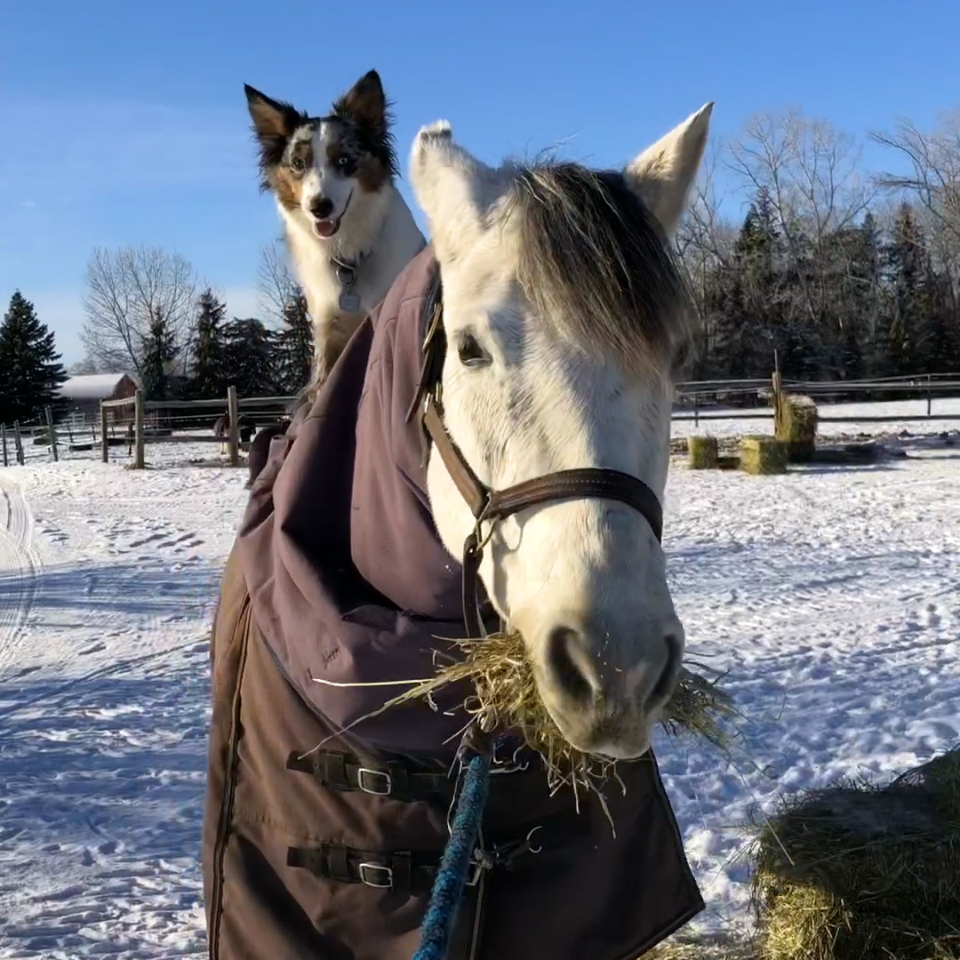 This dog decided to start riding his horse best friend when he was a puppy 😍