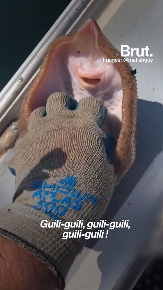 Une raie qui "sourit" quand on la chatouille, un chien qui se déplace sur ses pattes arrière… Derrière ces vidéos "mignonnes", il y a des animaux qui souffrent. Voici pourquoi.