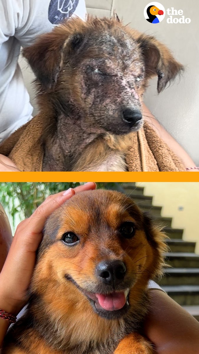 Hairless puppy found trembling on the side of the road is now the happiest fluffiest girl who loves to ride motorcycles 💕