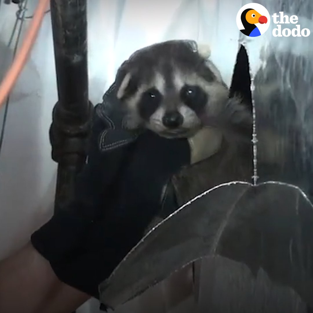Mama raccoon was just looking for a cozy spot for her babies 😍