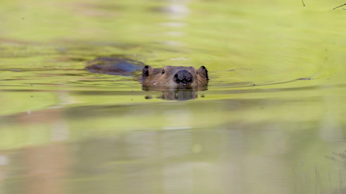 Leave it to beavers to improve Earth’s ecosystems! 🦫 Scientists are studying how beavers impact ecosystems using ARCHIVED - NASA Landsat and Sentinel data, which help them compare across larger locations and over time.