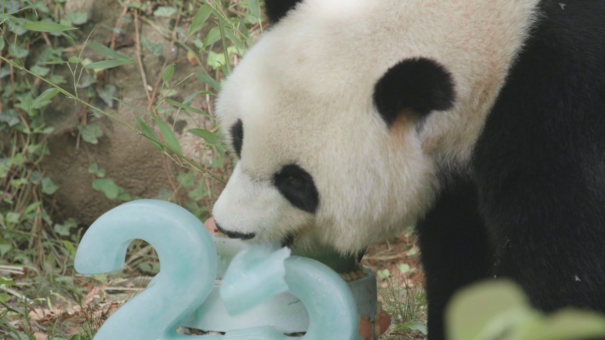 🥳🐼 Happy 25th birthday, Mei Xiang! 🎶 This morning, she celebrated her birthday in style with a beautiful fruitsicle cake. The tasty treat is made of frozen-diluted apple juice, apples and mashed sweet potatoes + carrots. Join us in wishing her a happy birthday! 🎂 #PandaStory