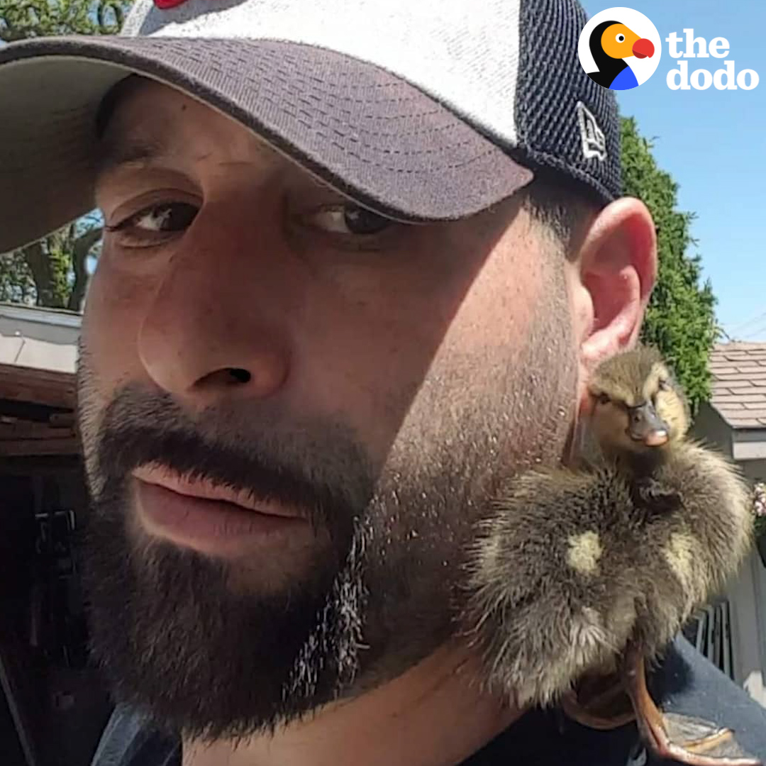 Guy rehabs a wild duckling — who flies back to visit with his girlfriend!