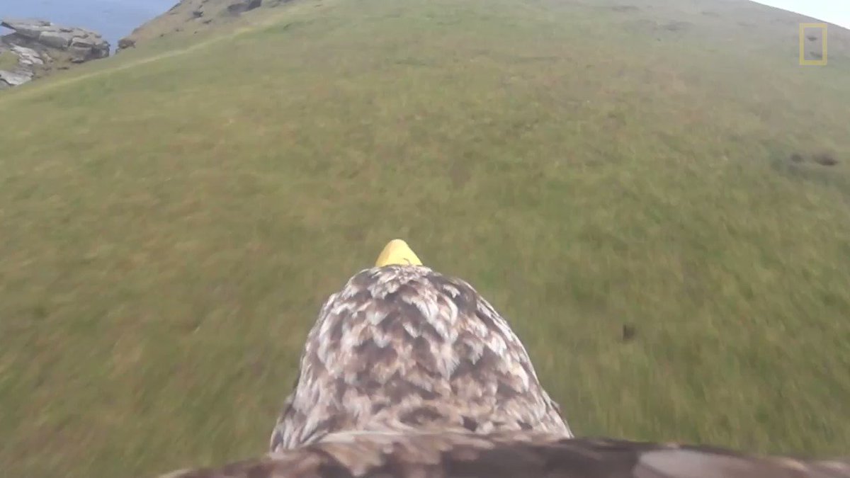 Get a true bird's-eye view of Scotland's seaside cliffs