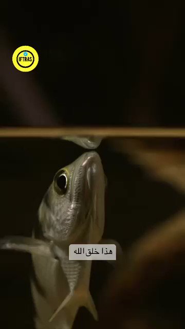 Bu balık ışığın suda kırılma açısını nasıl hesaplıyor? Düşünün!