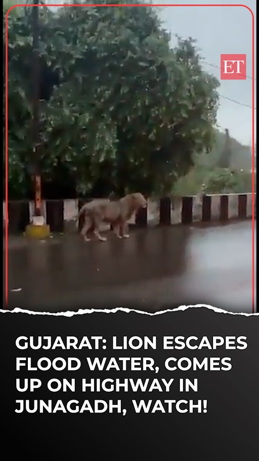 #Gujarat: #Lion escapes flood water, comes up on highway in #Junagadh, watch! | Catch the day's latest news and updates 🔴