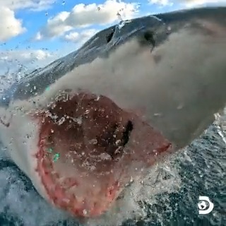 breaching good time🎉 #SharkWeek