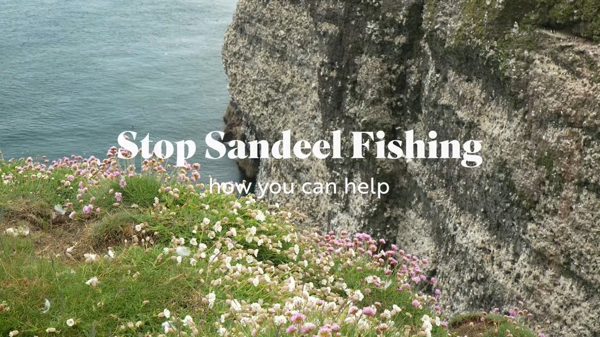 We need your help – please sign our e-action calling for an end to industrial sandeel trawling in Scottish waters ⬇️