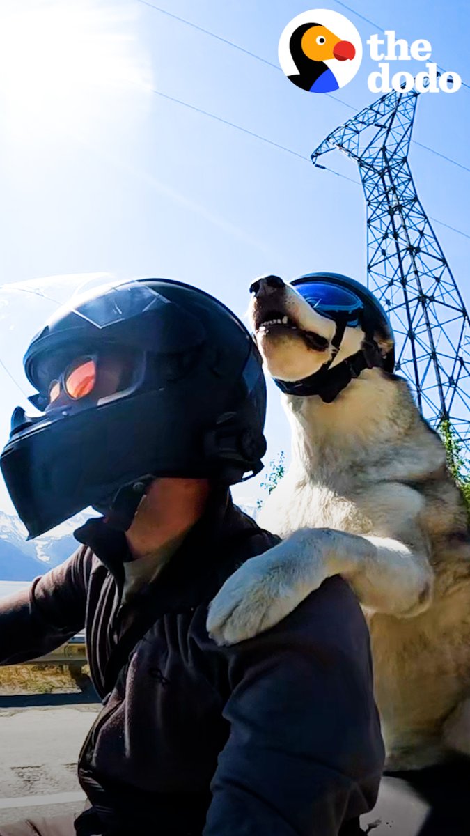 Senior dog and his dad have spent a decade motorcycling through 49 states — but nothing prepared them for number 50 💙