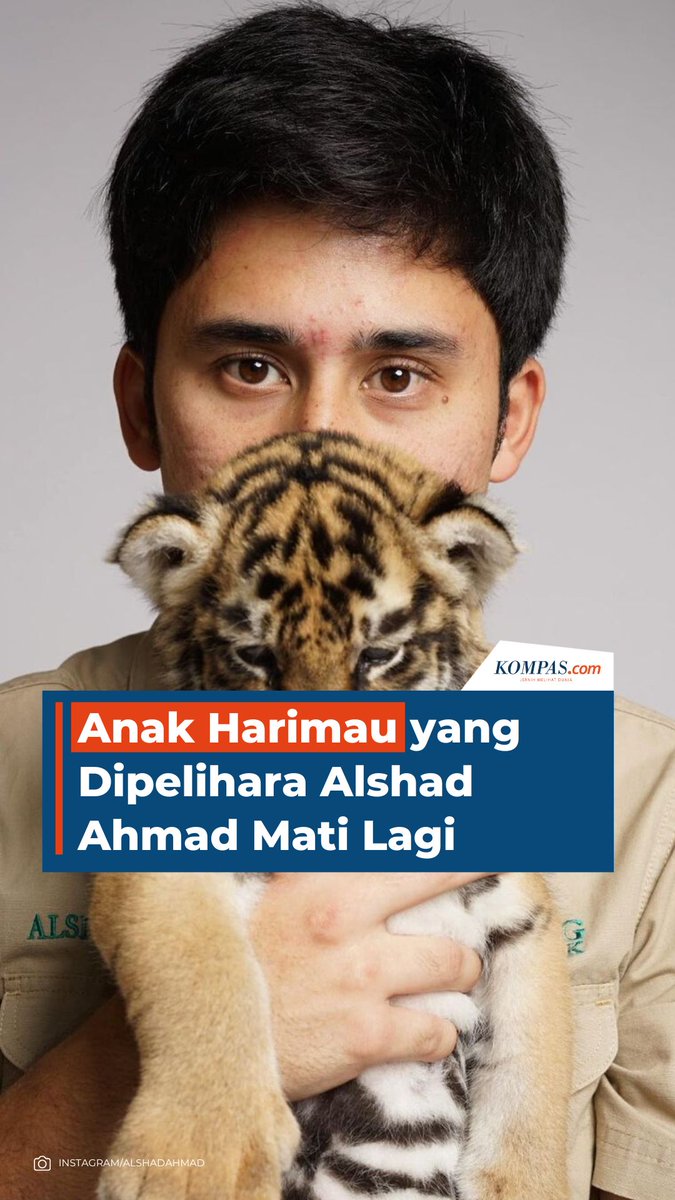 Anak Harimau yang Dipelihara Alshad Ahmad Mati Lagi.