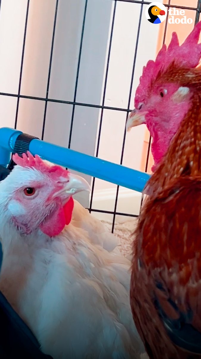 Rooster runs to see his girlfriend every morning — and makes sure she gets to eat and drink before he does 💞