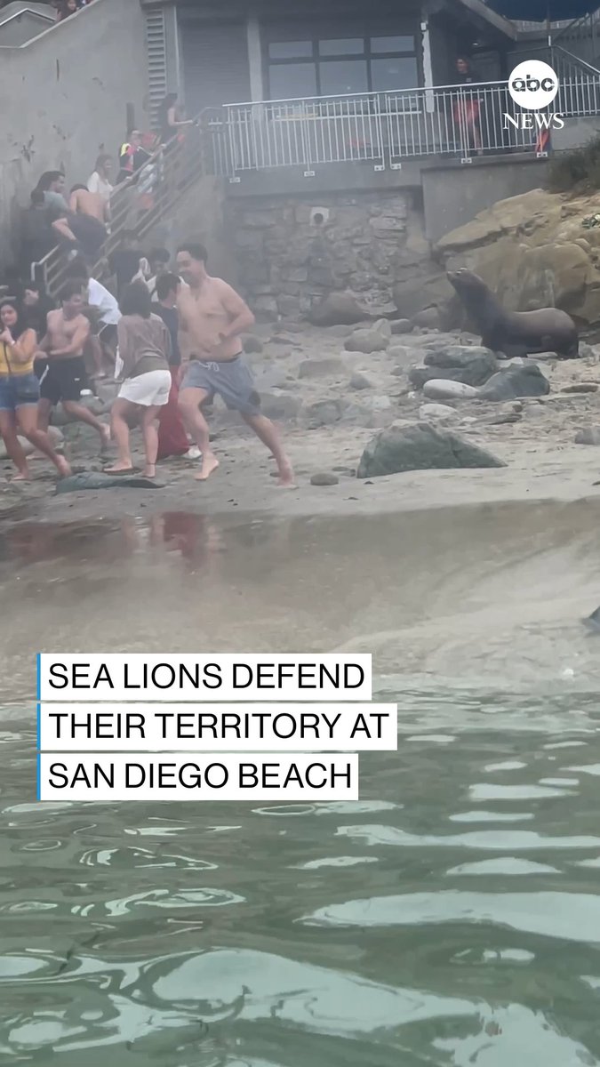 LOCALS ONLY: The sea lions at San Diego’s La Jolla Cove are sometimes very protective of their territory — as they demonstrated over the weekend.