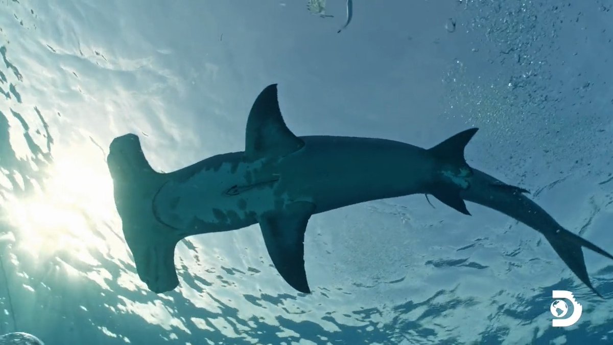 the view from below Did you enjoy all the Great Hammerheads tonight? #SharkWeek