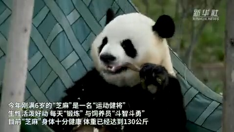 As the real life version of the mascot for the 31st #FISU Summer World University Games, Zhi Ma, a 6-year-old giant panda at the #Chengdu Research Base of Giant Panda Breeding, proves his athleticism, along with many other vivacious pandas.