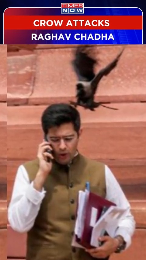 AAP MP Raghav Chadha Attacked By A Crow Outside Parliament #TNShorts #RaghavChadha #Parliament