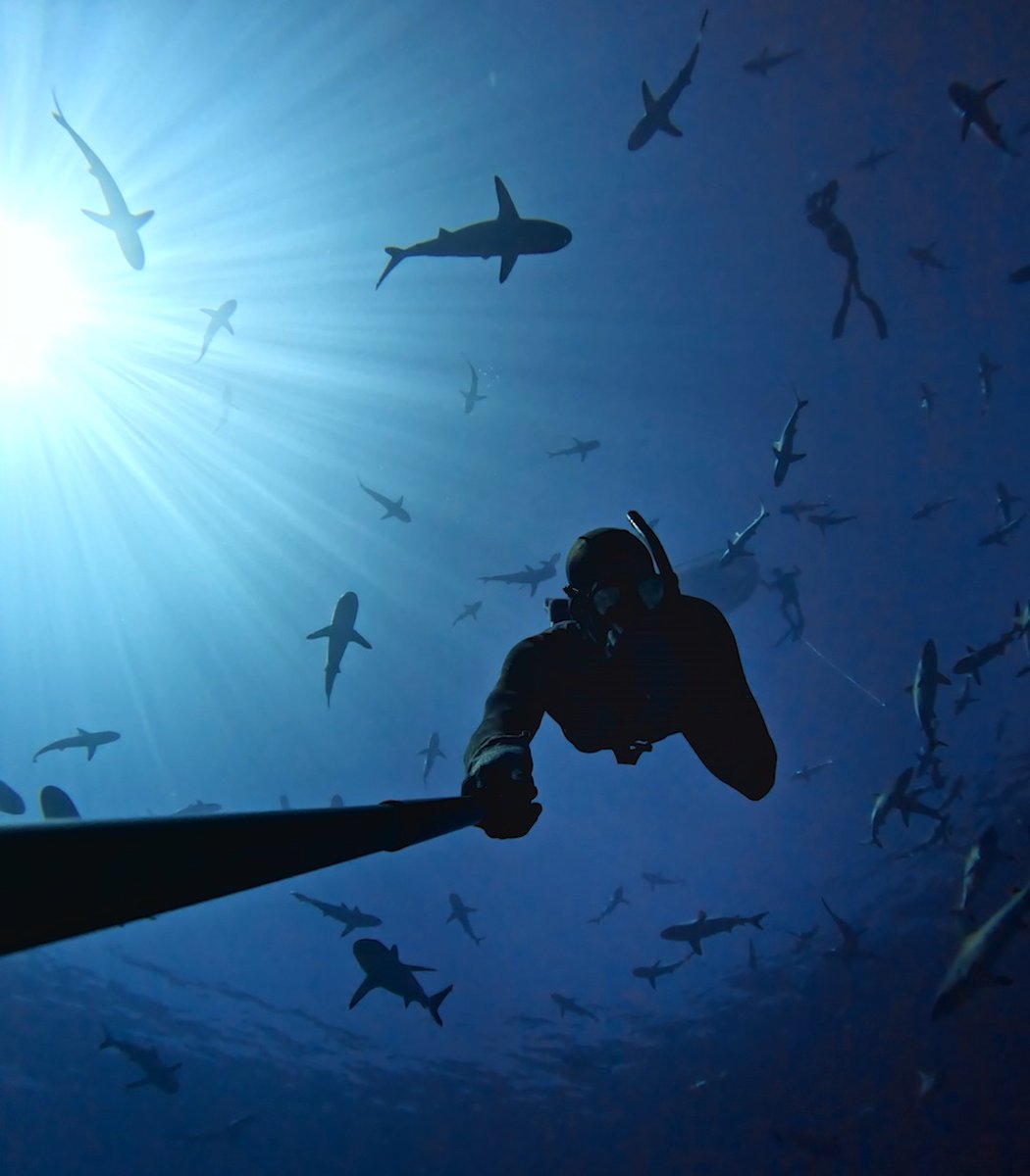 Shark-nado 🌪️😵‍💫 GoPro Subscriber Josh Shankle is in the #SharkWeek spirit + taking home $1,000 for this #GoProHERO11 Black submission to the "Get Wet, Get Paid" challenge at #GoPro #HyperSmooth #GoProAwards #Sharks #Shark #FreeDiving