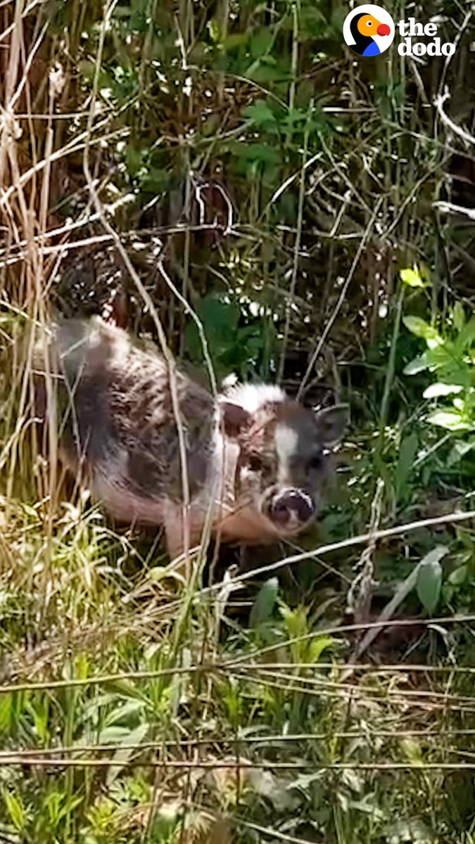 Woman finds a piglet in the woods and brings him home — where he eats smoothies with her dog and gets tucked into bed every night ❤️