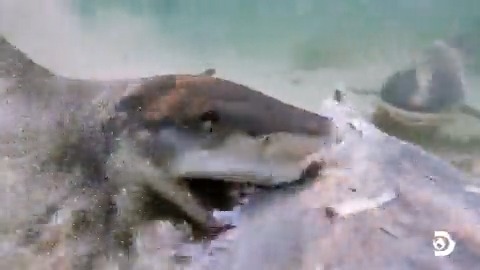 chance of cocaine shark HIGH tonight #SharkWeek