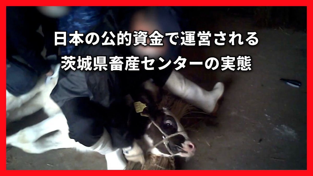 和牛や乳牛を研究対象として扱う茨城県畜産センターは、公的資金で運営されている施設であり、牛にとっての地獄です この新しい調査映像では、作業員が子牛の頭に熱した鉄をねじ込んだり、牛を激しく蹴ったり叩いたり、金属製の道具で動物を突いている様子が映っています