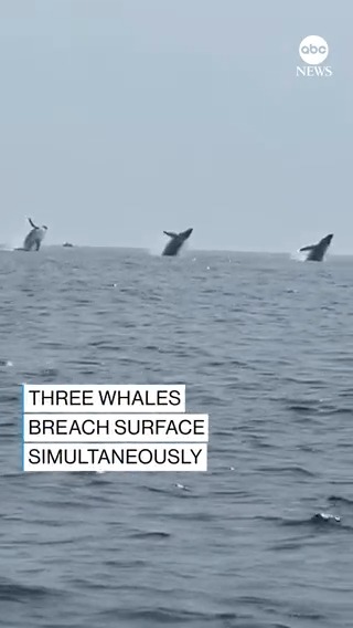 “That was awesome!” Special moment caught on camera as a family watches three whales breach at the same time. The photographer tells ABC News News he recently returned from a humanitarian trip to Ukraine — and it was the first time his three daughters were all together in 10 years.
