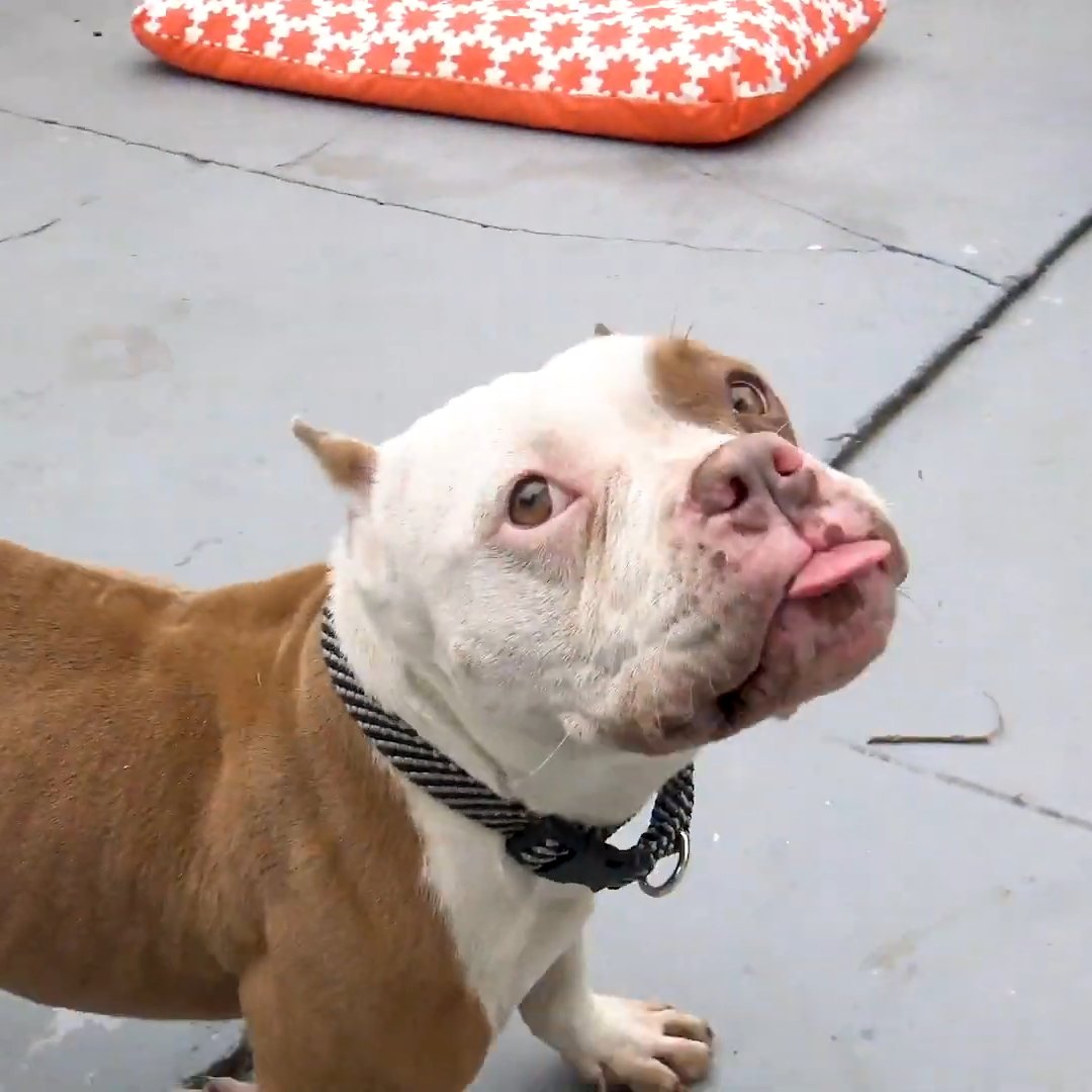 She does happy zoomies all around her forever home now ❤️️