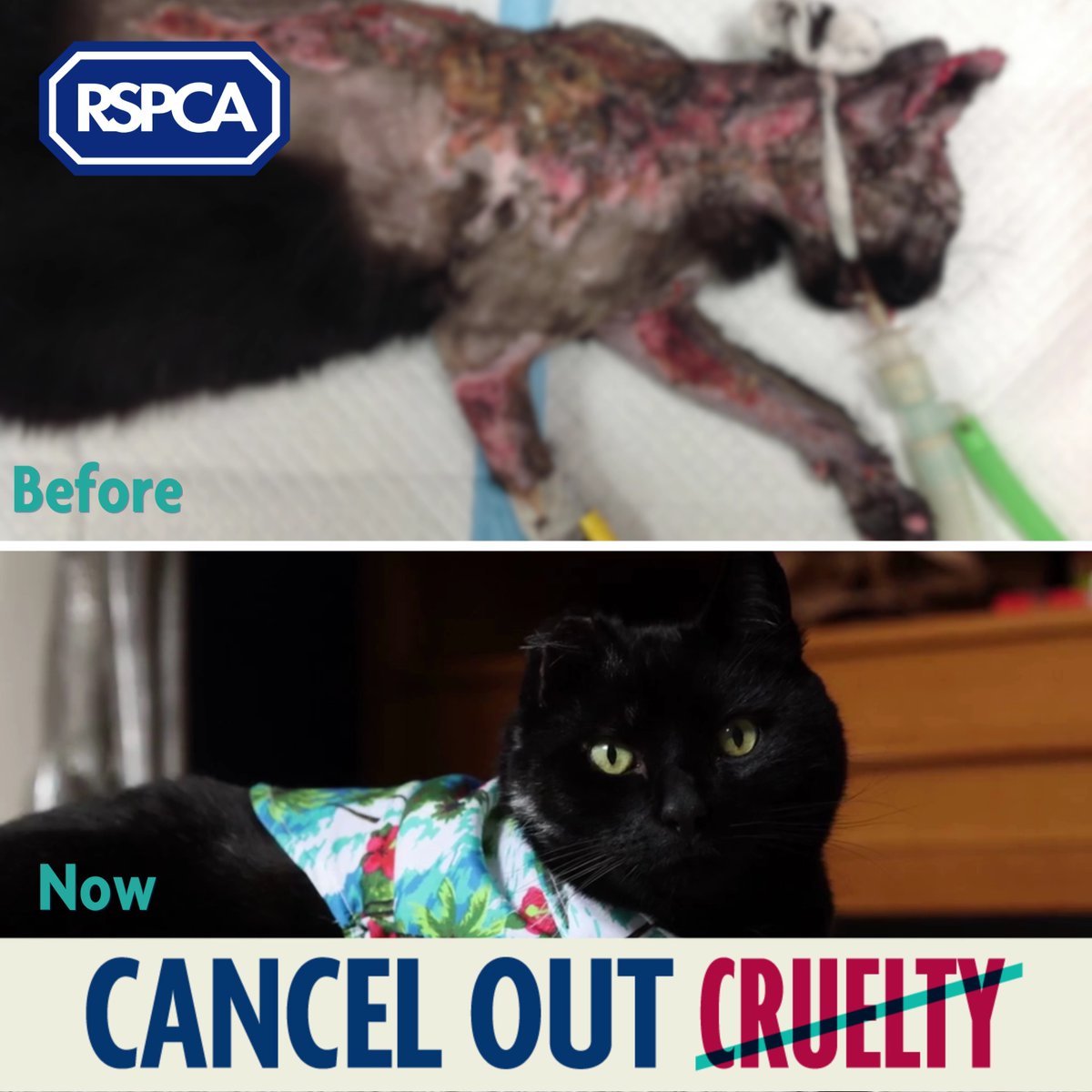 😿 Benny's owner scalded him with boiling water and failed to take him to the vet for six days. After spending 2 weeks with a vet nurse, he then spent six months of rehabilitation at our Rochdale branch💙 Read his story and help us to #CancelOutCruelty: