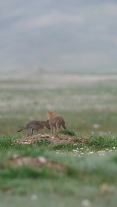 Cuteness overload! ✨These two coyote pups are playing at National Elk Refuge in Wyoming. Adult coyotes are never far away and watch over their spunky pups, being excellent helicopter parents. After learning how to hunt, the pups can survive on their own without their parents.