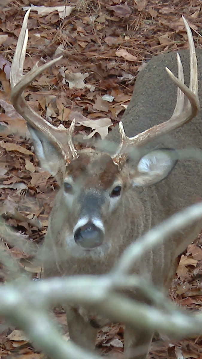 Watch as Michael Waddell get his biggest GA buck ever! #Realtree