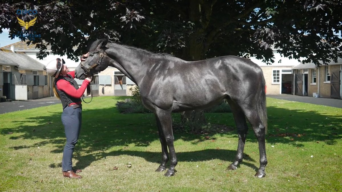 "I think it's great to have a Derby first and second reopposing in the King George" 🗣 King Of Steel gets another crack at Auguste Rodin tomorrow in The King George VI And Queen Elizabeth QIPCO Stakes at Ascot Racecourse 👊