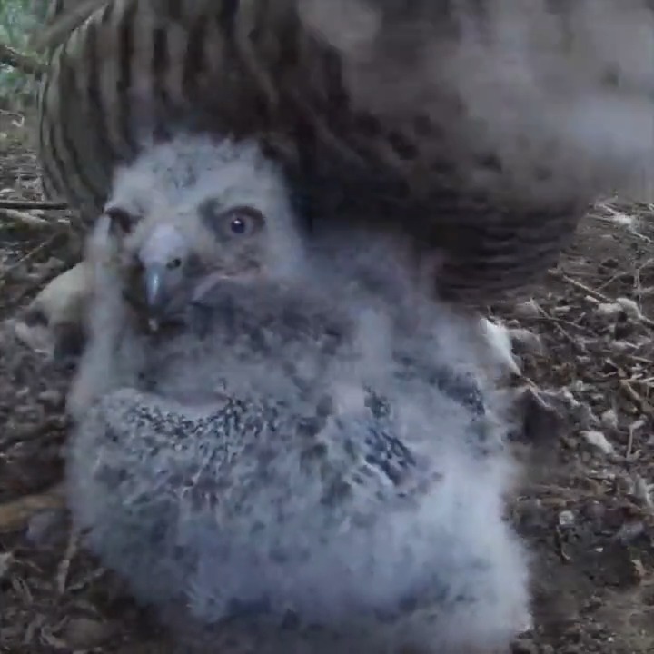 Owl in the family! Snowy owls Rocky and Banff recently welcomed four fluffy chicks to their nest.