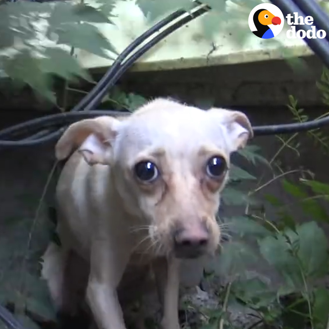Watch this terrified Chihuahua turn into the happiest little gal ❤️ Hope For Paws