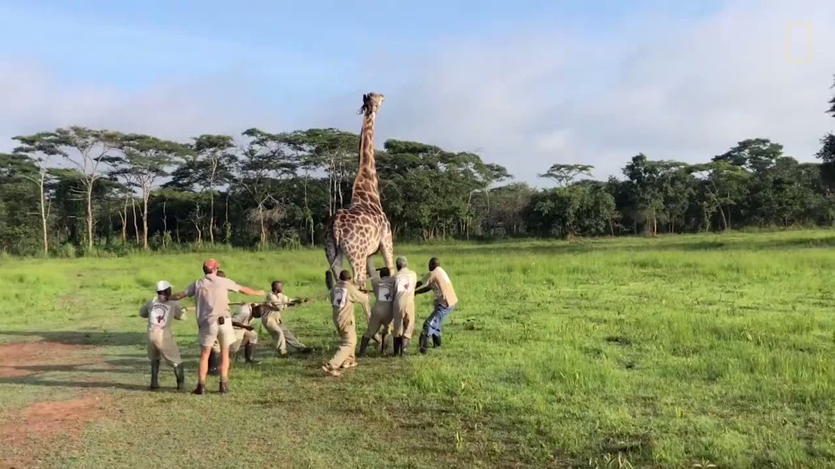 See how rescuers help a giraffe with wire wrapped around its neck