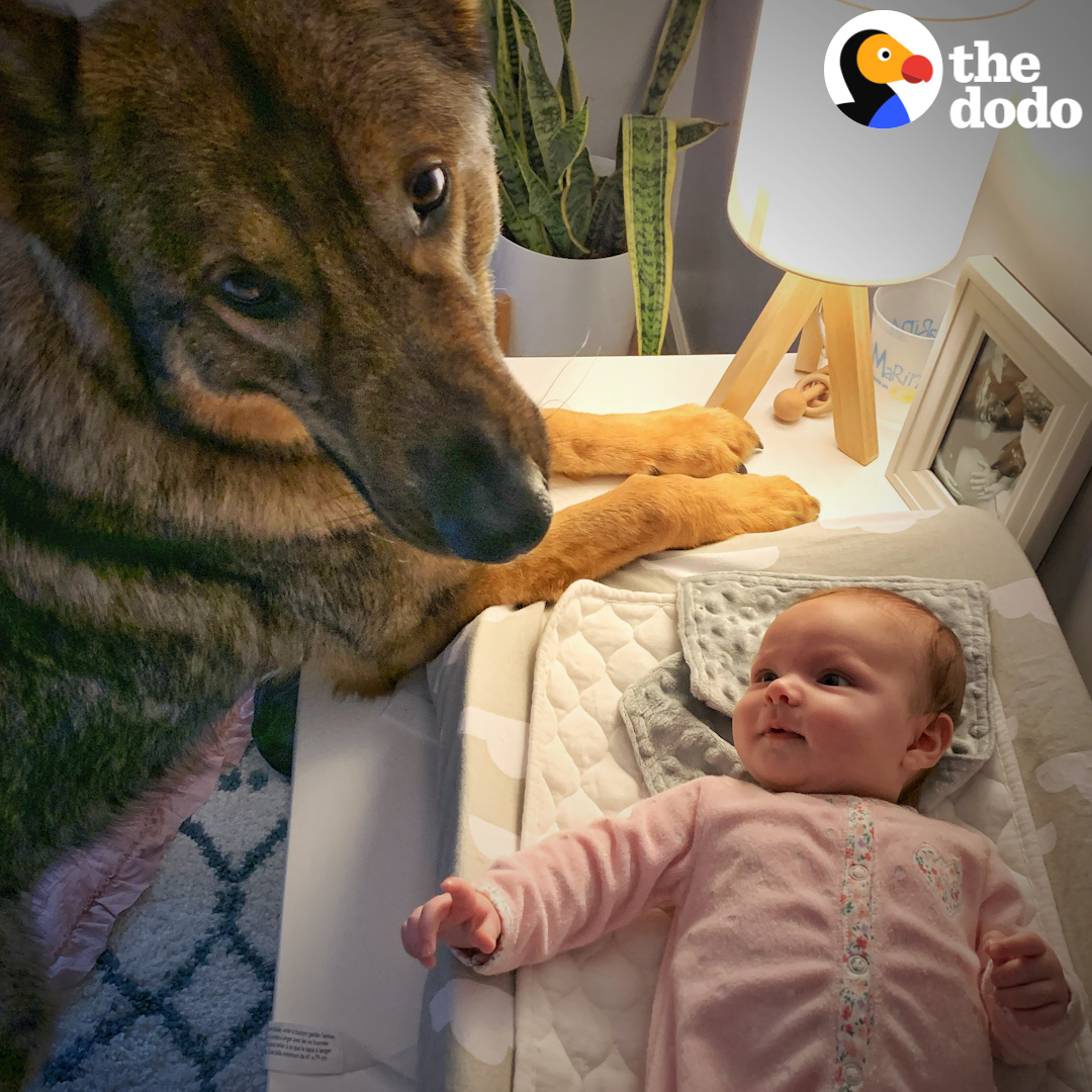 When this brave police dog meets his new baby sister 😭
