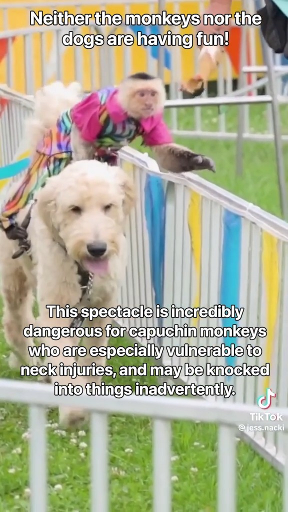 Please stop supporting these cruel exhibitions that put monkeys and dogs in harm’s way 😣
