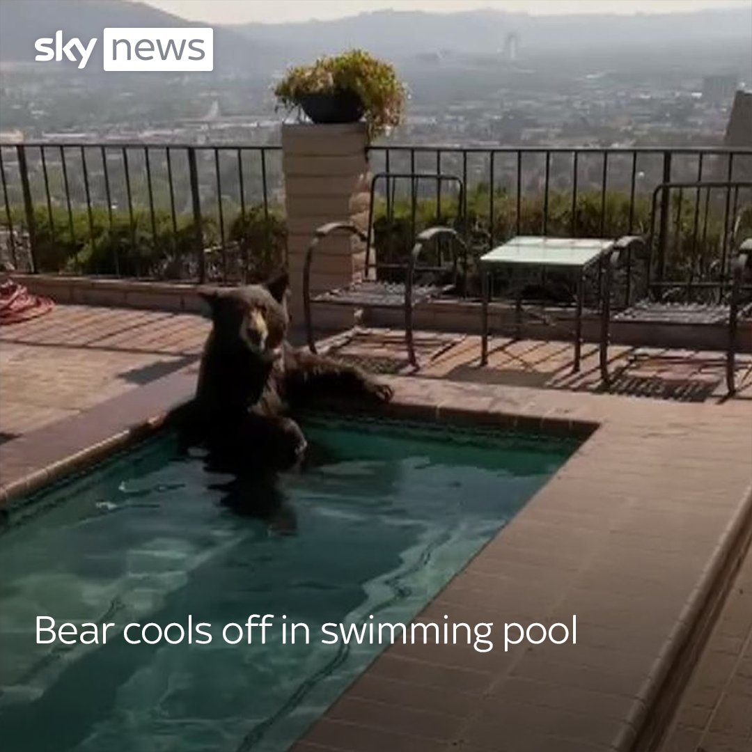Footage released by Burbank Police Department shows the bear sitting calmly in a pool in a backyard in California as the state swelters in extreme heat.