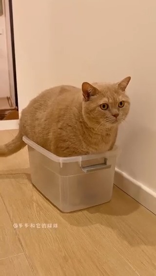 Chonk #meowed #TheMeowedClub From 多多和它的球球 | DY