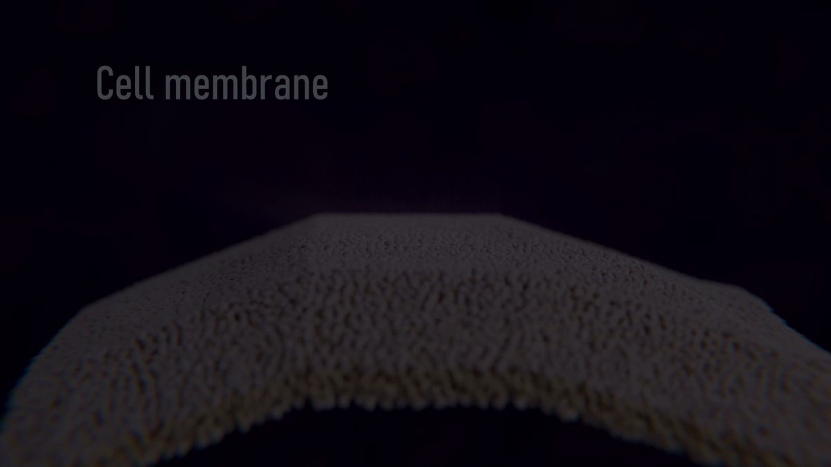 🥳New YouTube animation🎬! A fun, little #GPCR dance+tunes 🔊 used as intro for my talks ourANU and USyd, produced in #Blender3D using #MolNodes by Brady Johnston &amp; amazing tunes by Matthew Belousoff