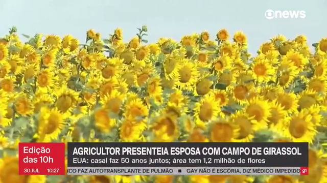 🌻 Agricultor presenteia esposa com campo de girassol. Juntos há 50 anos, Lee Wilson plantou mais 1 milhão de flores de surpresa para amada. ➡ Assista na #GloboNews -