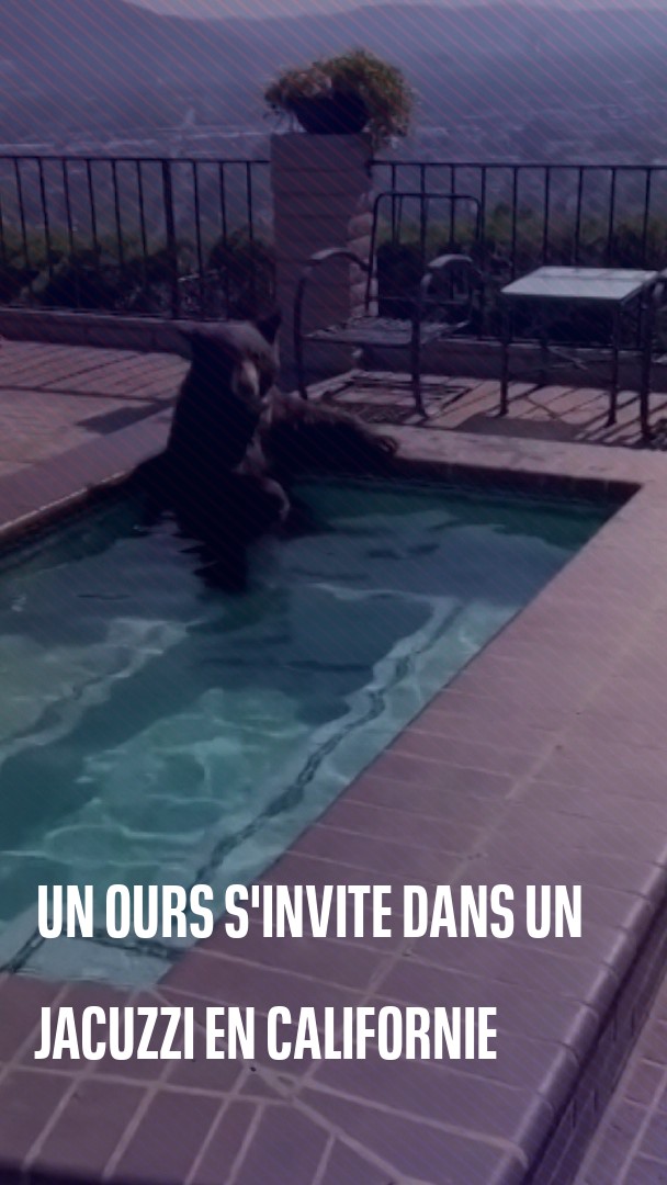 Pris d'un coup de chaud, un ours se pose dans un jacuzzi près de Los Angeles 🐻😅