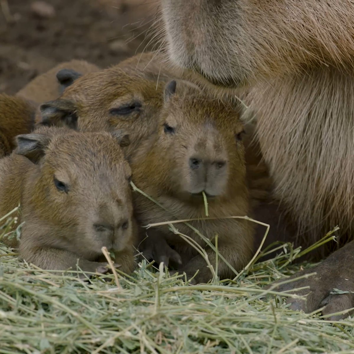 Capy cuties