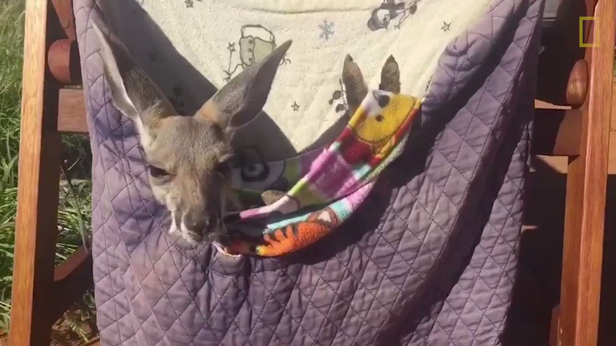 Watching an orphan kangaroo hop into a caregiver's pillowcase pouch never gets old 😍