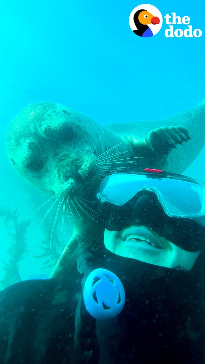 Playful seal figures out that this diver loves being tickled — and now he can't stop tickling him 💙