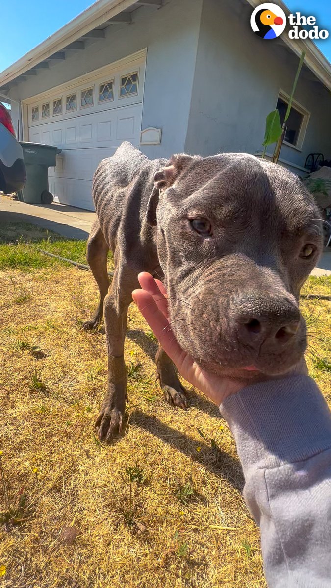Skinny pittie left in front of shelter becomes a happy little hippo who's obsessed with the kids next door ❤️