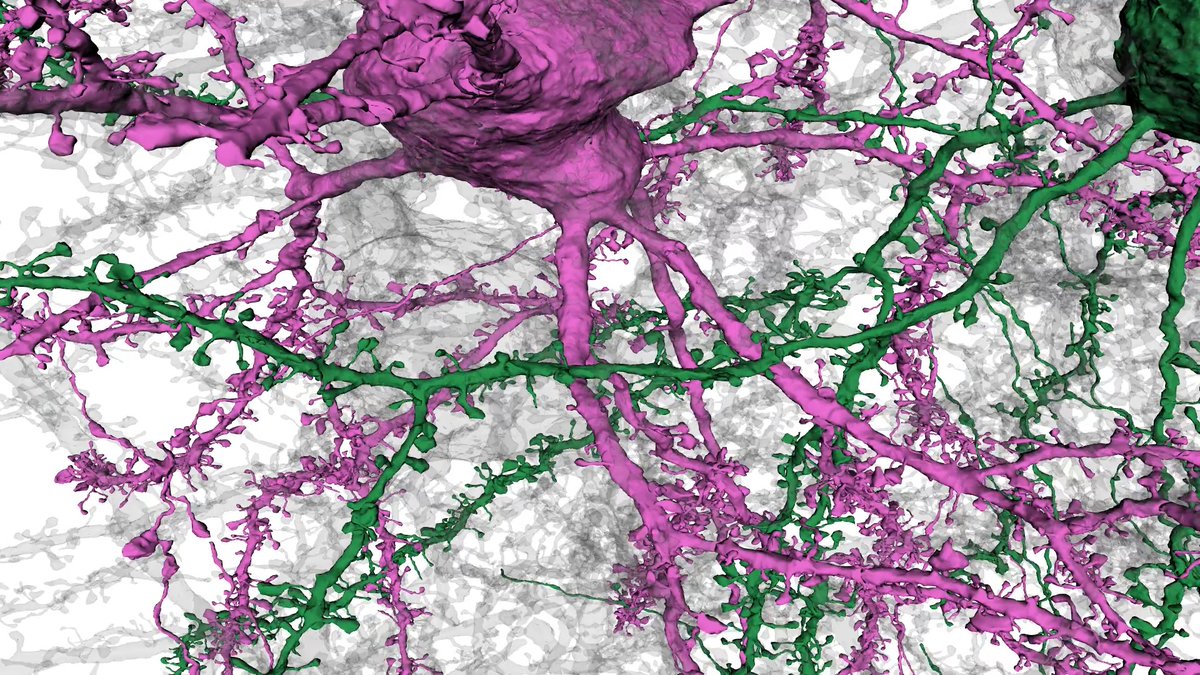 In this mesmerizing video by Forrest Collman from our #ElectronMicroscopy team, get up close to the synapses between two layer 2/3 pyramidal cells (in green and purple). 🔗 Access MICrONS, our #openscience observatory of the mouse visual cortex:
