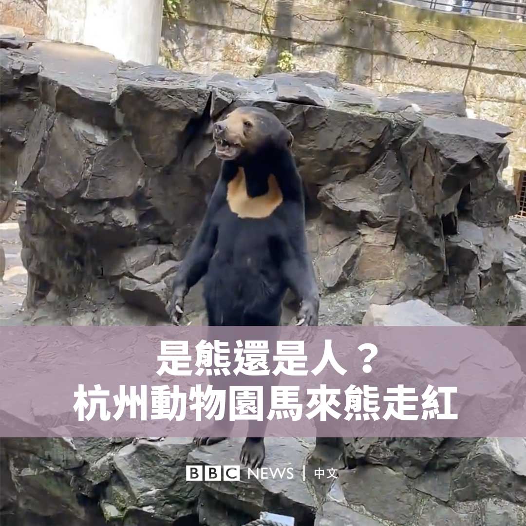 中国杭州动物园的一只马来熊最近成为明星。它用后腿直立的影片在网络上广为流传，许多人猜测它是否是人类扮演。 杭州动物园否认了该说法，称确实是真熊，但好奇的游客们仍然蜂拥而至。