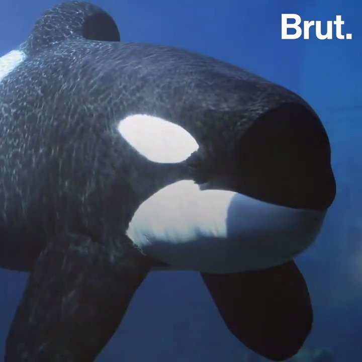 C'est certainement l'orque la plus connue au monde, et sa véritable histoire est bouleversante… Voici l'histoire de Keiko, la star du film "Sauvez Willy".