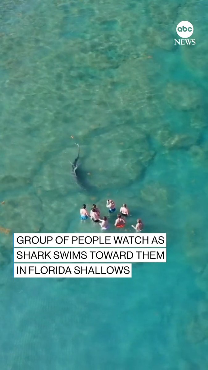 Aerial footage shows a group of people watching a hammerhead shark swim right toward them as they stand in the shallows off the coast of Palm Beach, Florida.